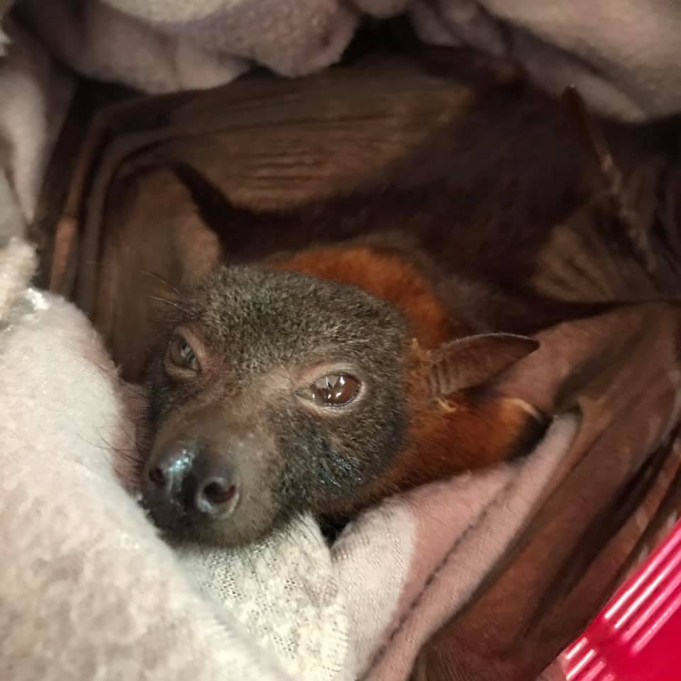 The Agile Wallaby Project have expanded beyond just Wallabies, we now rescuing Bats!