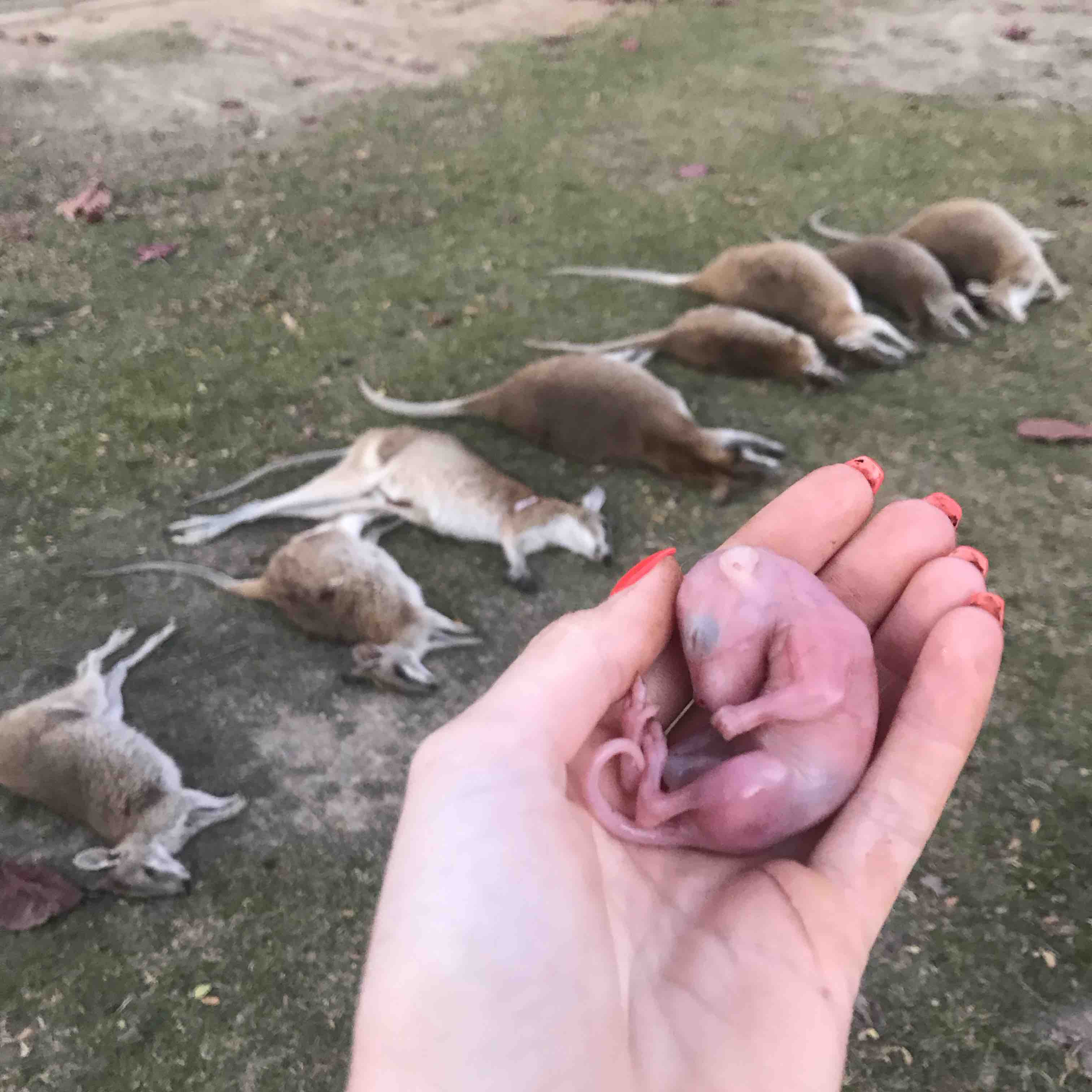 More than 40 wallabies killed in Cairns, within one week. What is happening?