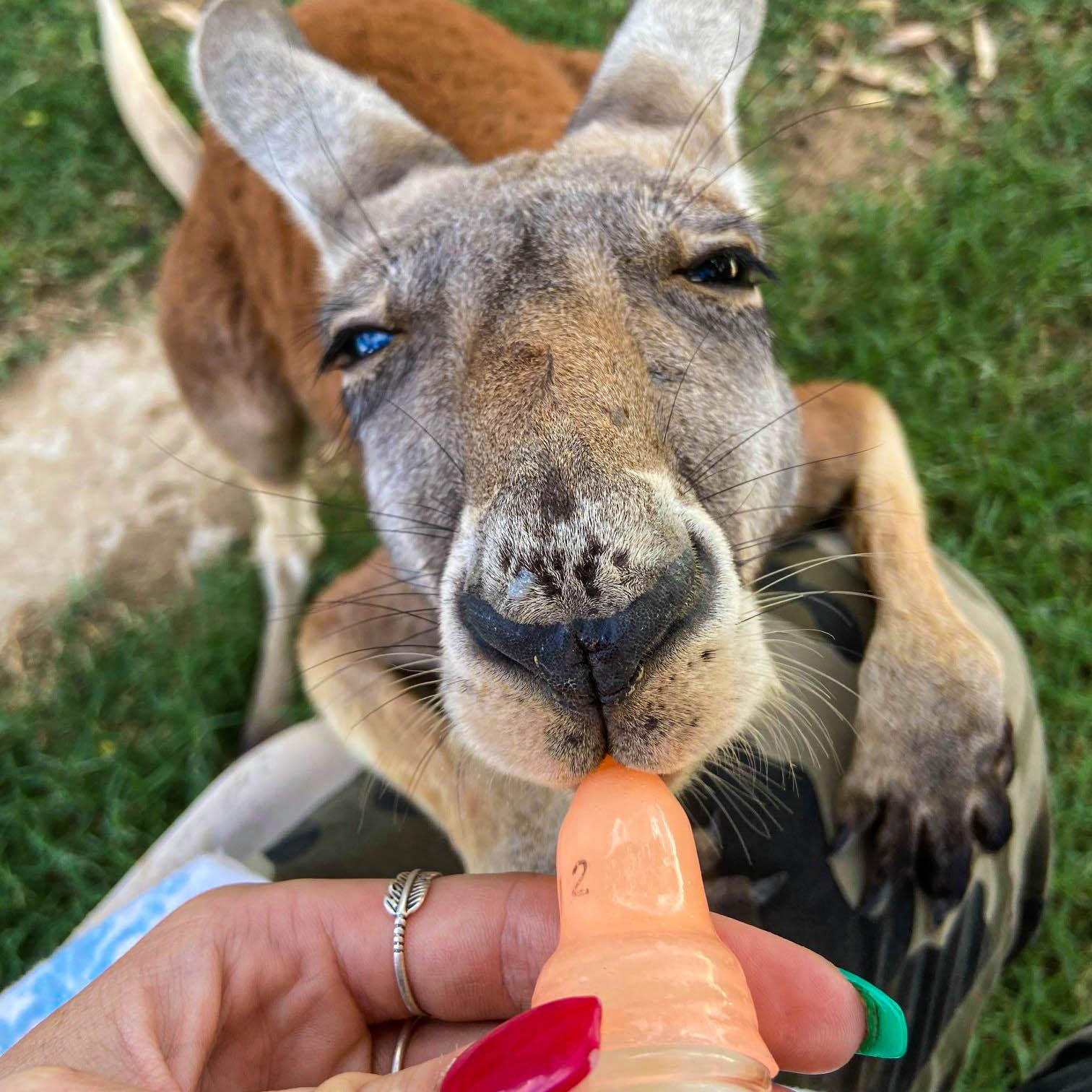 An image of Maisy, the Red Kangaroo under The Agile Project Care