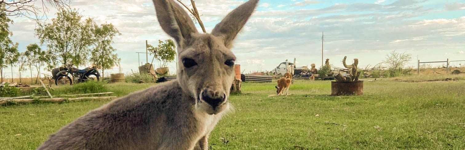 Maisy Moo, The Red Roo, Meets Her New Wildlife Carers!